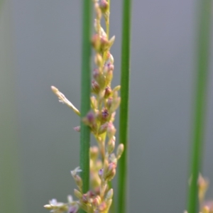 Juncus sp. at Wamboin, NSW - 23 Nov 2019