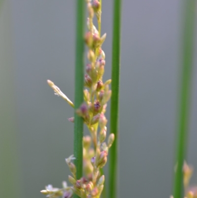 Juncus (genus) (A Rush) at Wamboin, NSW - 23 Nov 2019 by natureguy