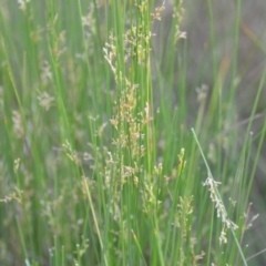 Juncus sp. at Wamboin, NSW - 23 Nov 2019