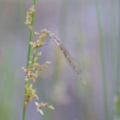 Austrolestes leda (Wandering Ringtail) at Wamboin, NSW - 23 Nov 2019 by natureguy