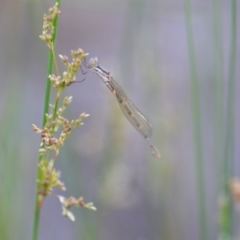 Austrolestes leda at QPRC LGA - 23 Nov 2019 09:51 PM