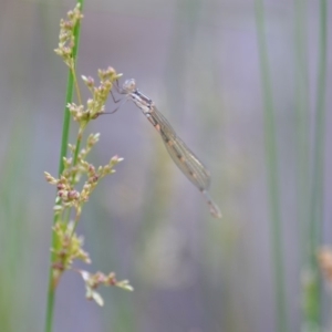 Austrolestes leda at QPRC LGA - 23 Nov 2019