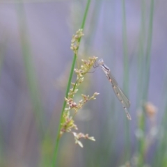 Austrolestes leda at QPRC LGA - 23 Nov 2019