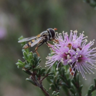 Simosyrphus grandicornis (Common hover fly) at Tennent, ACT - 20 Oct 2015 by michaelb