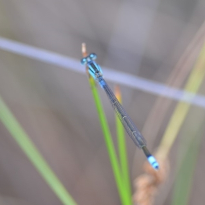 Ischnura heterosticta (Common Bluetail Damselfly) at QPRC LGA - 23 Nov 2019 by natureguy