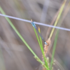 Ischnura heterosticta at Wamboin, NSW - 23 Nov 2019