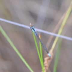 Ischnura heterosticta at Wamboin, NSW - 23 Nov 2019 09:52 PM