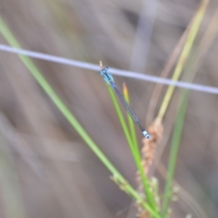 Ischnura heterosticta at Wamboin, NSW - 23 Nov 2019 09:52 PM