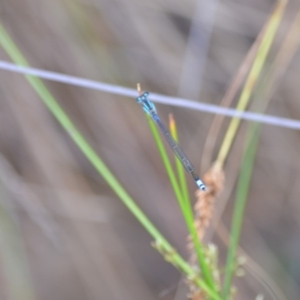 Ischnura heterosticta at Wamboin, NSW - 23 Nov 2019