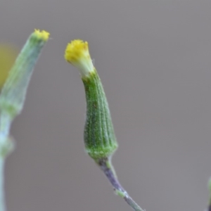 Senecio quadridentatus at Wamboin, NSW - 23 Nov 2019 09:56 PM