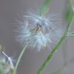 Senecio quadridentatus at Wamboin, NSW - 23 Nov 2019 09:56 PM