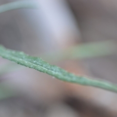 Senecio quadridentatus at Wamboin, NSW - 23 Nov 2019 09:56 PM