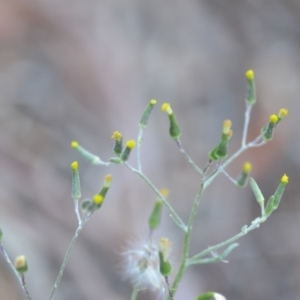 Senecio quadridentatus at Wamboin, NSW - 23 Nov 2019 09:56 PM