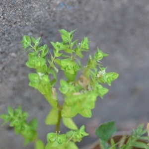 Euphorbia peplus at Wamboin, NSW - 23 Nov 2019