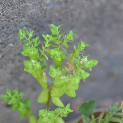 Euphorbia peplus (Petty Spurge) at Wamboin, NSW - 23 Nov 2019 by natureguy