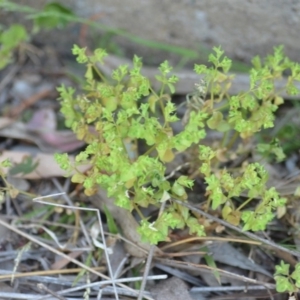 Euphorbia peplus at Wamboin, NSW - 23 Nov 2019 09:57 PM