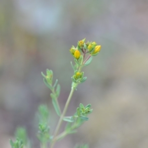 Hypericum perforatum at Wamboin, NSW - 23 Nov 2019 09:58 PM