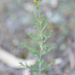 Hypericum perforatum at Wamboin, NSW - 23 Nov 2019 09:58 PM