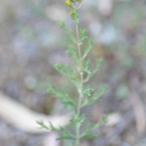 Hypericum perforatum at Wamboin, NSW - 23 Nov 2019 09:58 PM