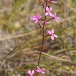 Stylidium graminifolium at Berry, NSW - 10 Nov 2017