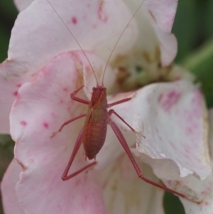 Caedicia simplex at Shoalhaven Heads, NSW - 10 Jan 2018 10:57 AM