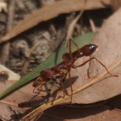 Myrmecia gulosa (Red bull ant) at Seven Mile Beach National Park - 14 Nov 2017 by gerringongTB