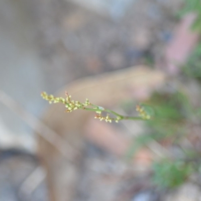 Rumex acetosella (Sheep Sorrel) at Wamboin, NSW - 23 Nov 2019 by natureguy