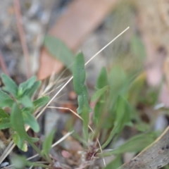 Rumex acetosella at Wamboin, NSW - 23 Nov 2019