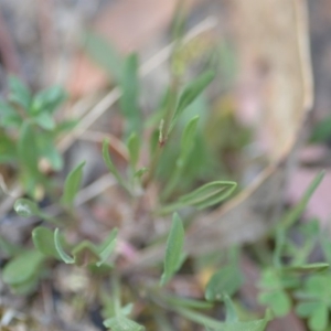 Rumex acetosella at Wamboin, NSW - 23 Nov 2019