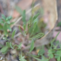 Rumex acetosella at Wamboin, NSW - 23 Nov 2019