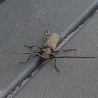 Acalolepta sp. (genus) (Longhorn beetle) at Shoalhaven Heads, NSW - 20 Oct 2017 by gerringongTB