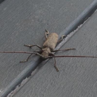 Acalolepta sp. (Longhorn beetle) at Shoalhaven Heads Bushcare - 20 Oct 2017 by gerringongTB