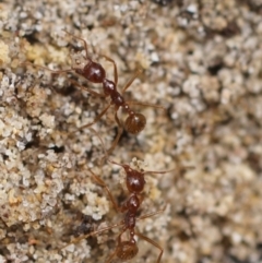 Aphaenogaster longiceps (Funnel ant) at Seven Mile Beach National Park - 17 Nov 2017 by gerringongTB