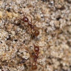 Aphaenogaster longiceps (Funnel ant) at Berry, NSW - 17 Nov 2017 by gerringongTB