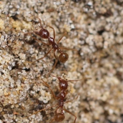 Aphaenogaster longiceps (Funnel ant) at Seven Mile Beach National Park - 17 Nov 2017 by gerringongTB