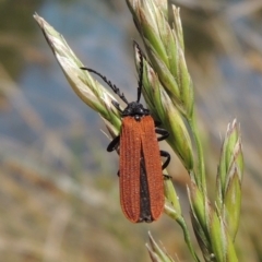 Porrostoma sp. (genus) (Lycid, Net-winged beetle) at Gordon Pond - 27 Nov 2019 by michaelb
