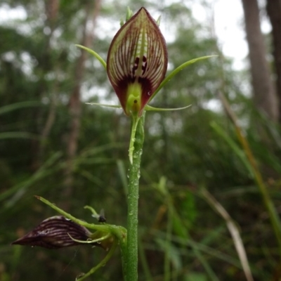 Cryptostylis erecta (Bonnet Orchid) at Tewantin, QLD - 12 Jan 2020 by JoanH