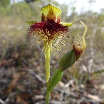 Calochilus grandiflorus (Giant Beard Orchid) at Tewantin, QLD - 3 Nov 2019 by JoanH