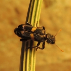 Eleale pulchra (Clerid beetle) at Point Hut to Tharwa - 27 Nov 2019 by michaelb