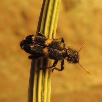 Eleale pulchra (Clerid beetle) at Paddys River, ACT - 27 Nov 2019 by michaelb