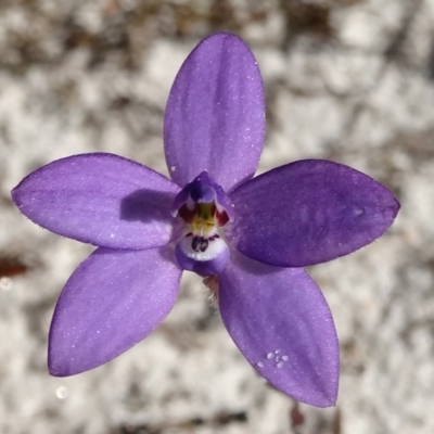 Glossodia minor (Small Wax-lip Orchid) at Sunshine Beach, QLD - 26 Jul 2015 by JoanH