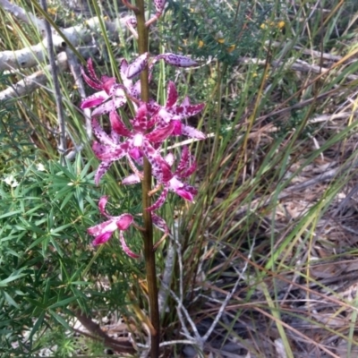 Dipodium variegatum (Blotched Hyacinth Orchid) at Noosa North Shore, QLD - 12 Sep 2016 by JoanH