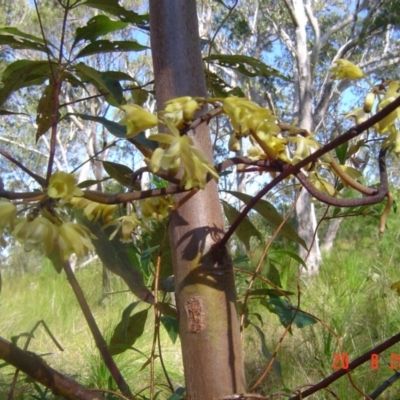 Erythrorchis cassythoides (Climbing Orchid) at Tinbeerwah, QLD - 19 Aug 2011 by JoanH