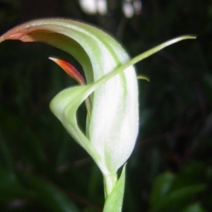 Pterostylis baptistii at Tewantin, QLD - suppressed