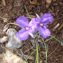 Thysanotus tuberosus subsp. tuberosus (Common Fringe-lily) at Tewantin, QLD - 4 Nov 2019 by JoanH