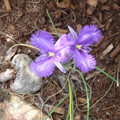 Thysanotus tuberosus subsp. tuberosus (Common Fringe-lily) at Tewantin, QLD - 3 Nov 2019 by JoanH