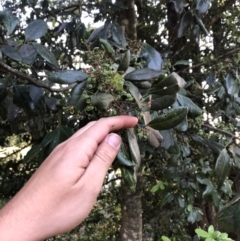 Guioa semiglauca (Wild Quince) at Wattamolla, NSW - 19 Dec 2019 by WattaWanderer