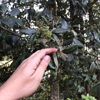 Guioa semiglauca (Wild Quince) at Wattamolla, NSW - 19 Dec 2019 by WattaWanderer