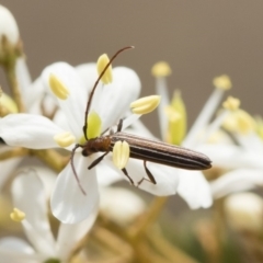 Syllitus rectus (Longhorn beetle) at Bredbo, NSW - 12 Jan 2020 by Illilanga