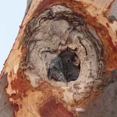 Callocephalon fimbriatum (Gang-gang Cockatoo) at Deakin, ACT - 14 Jan 2020 by TomT